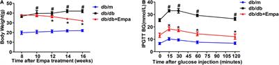 Empagliflozin Inhibits Hepatic Gluconeogenesis and Increases Glycogen Synthesis by AMPK/CREB/GSK3β Signalling Pathway